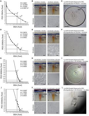 Confinement of Suspension-Cultured Cells in Polyethylene Glycol/Polyethylene Oxide-Albumin Aqueous Two-Phase Systems